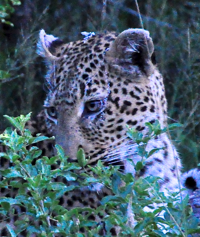 Melanie Heinrich - travel images - Lion Sands Private game reserver Hazyview